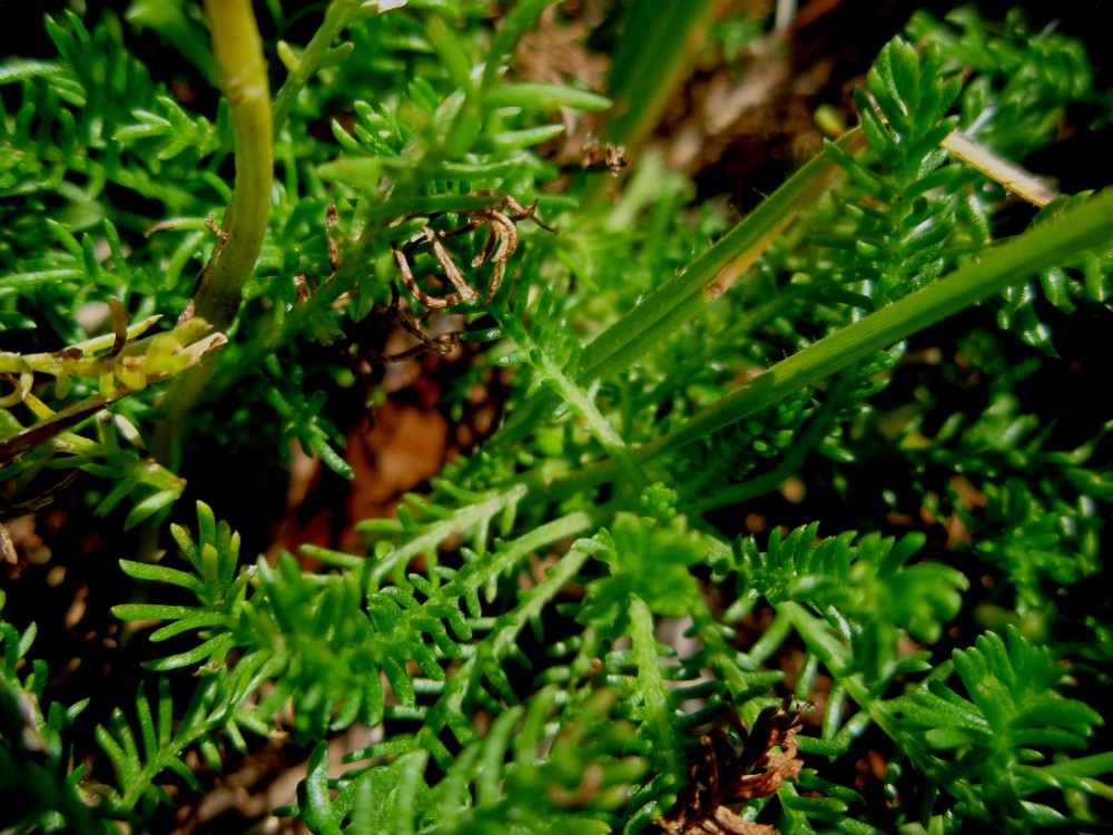 Santolina pinnata / Santolina apuana